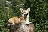 CORGI PEMBROKE 223